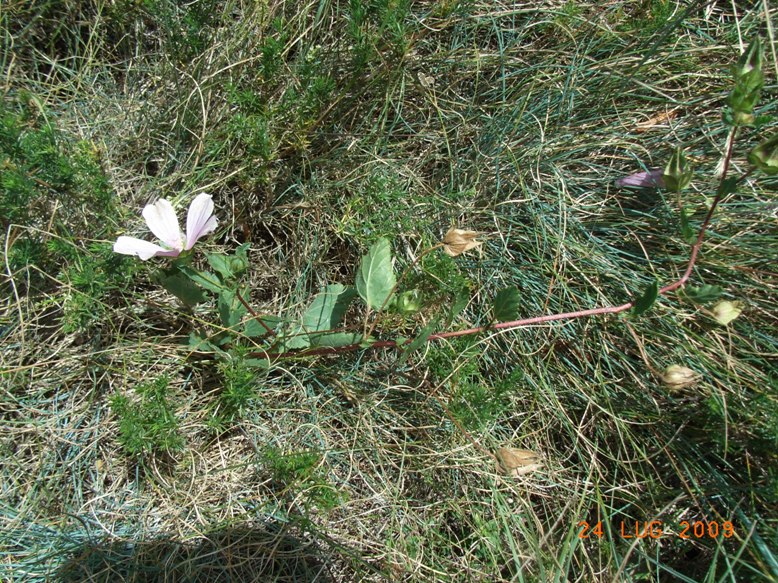 Malope malacoides /  Malope